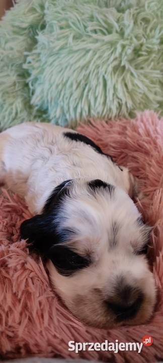 Szczenięta cocker spaniel angielski blue roan