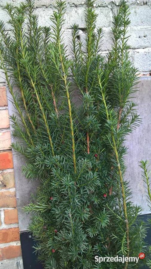 Cis Hicksii Szybkorosnący Wysoki Żywopłot Mszczonów