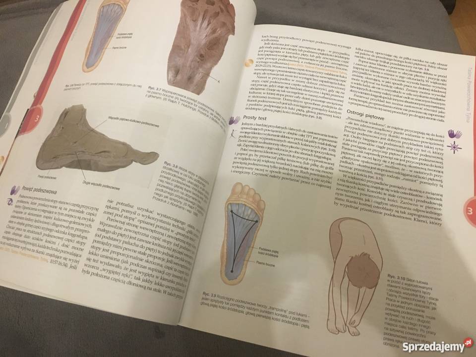 Taśmy Anatomiczne studia Bydgoszcz