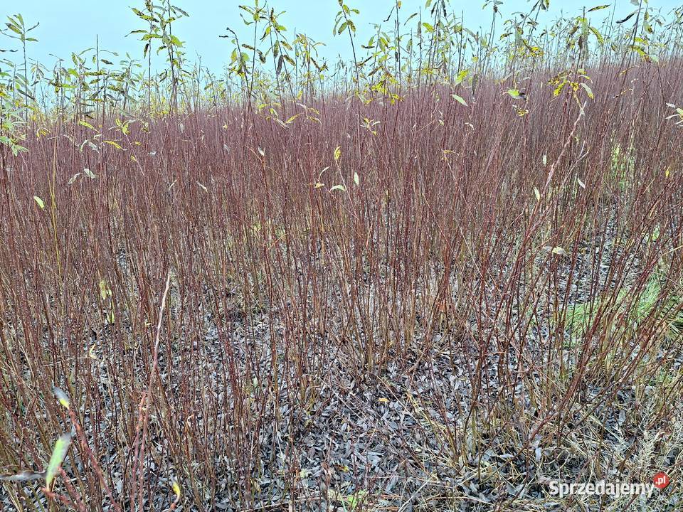 Wiklina zielona wykoszona niesortowana podkarpackie Leżajsk