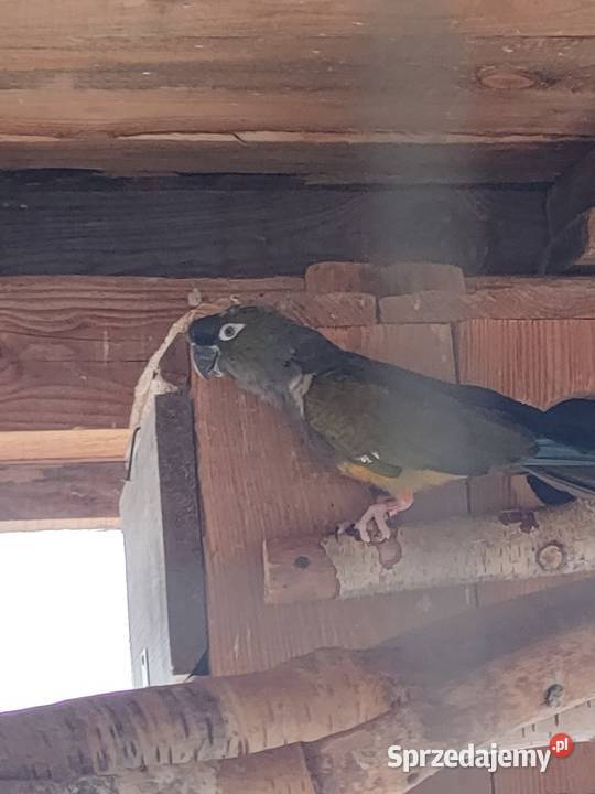 Papugi rozelle aleksandretty łódzkie Wola Mikorska