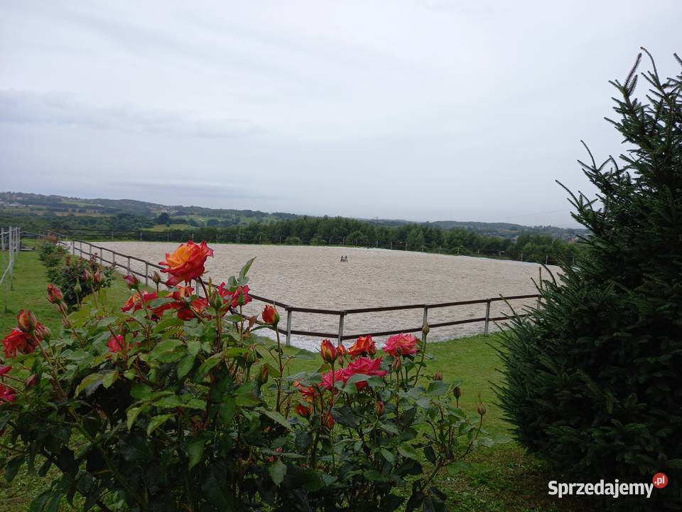 Ośrodek jeździecki stajnia pensjonat hotel koni Sprzedaż