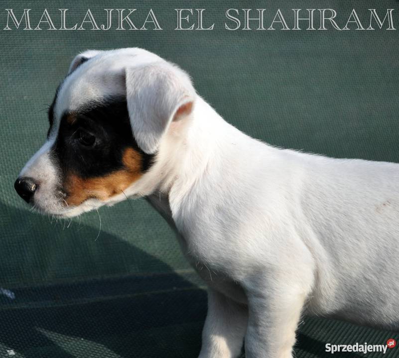 SUCZKA Jack Russell Terrier na KRÓTKICH nóżkach Sochaczew sprzedam