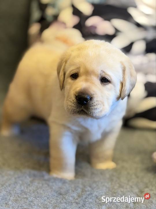 Labrador czarne i żółte szczenięta
