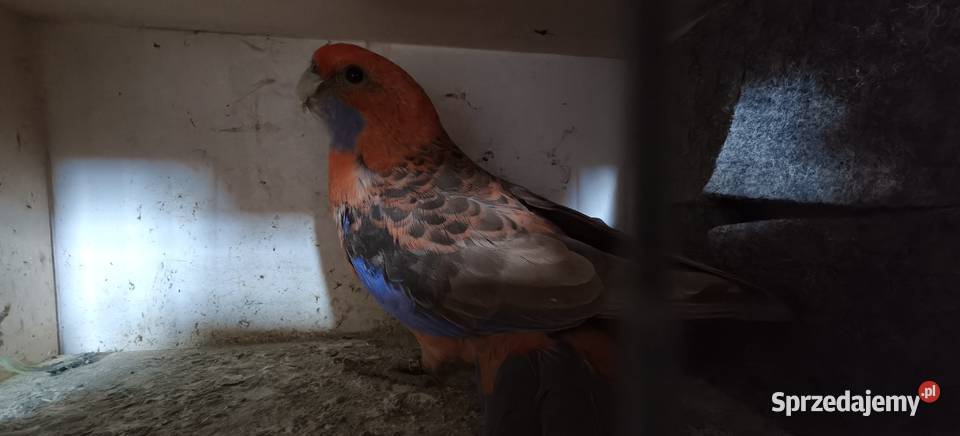 Papugi rozelle królewskie Bochnia
