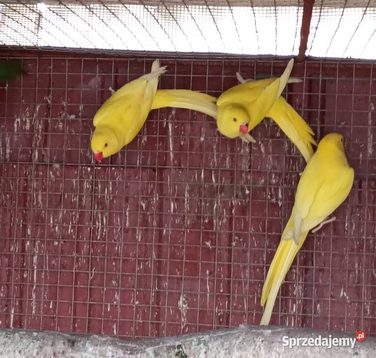 Aleksandretty obrożne z 2025 Tarnowiec sprzedam