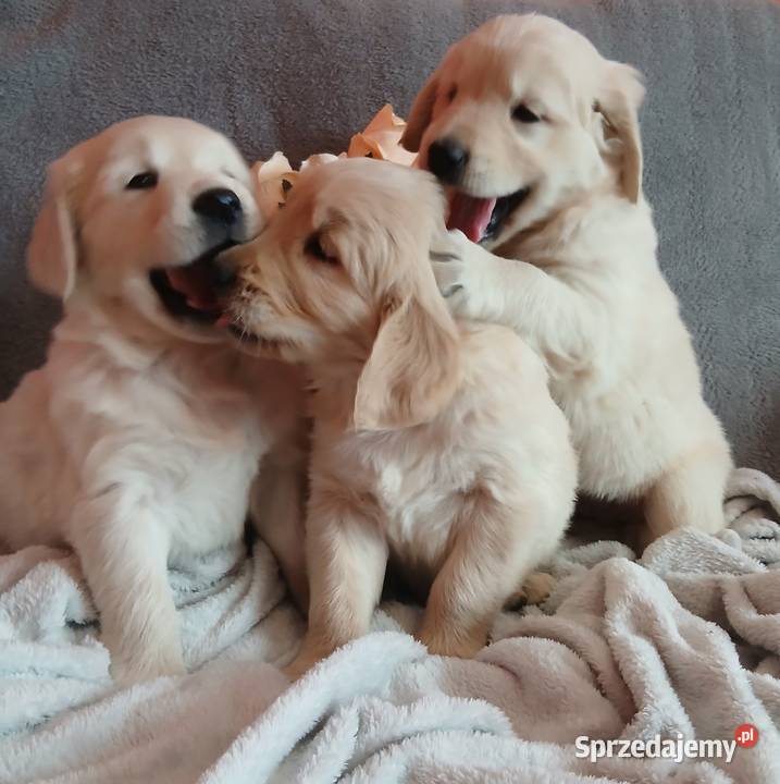 Golden Retriever z rodowodem Golden Retriever Toruń