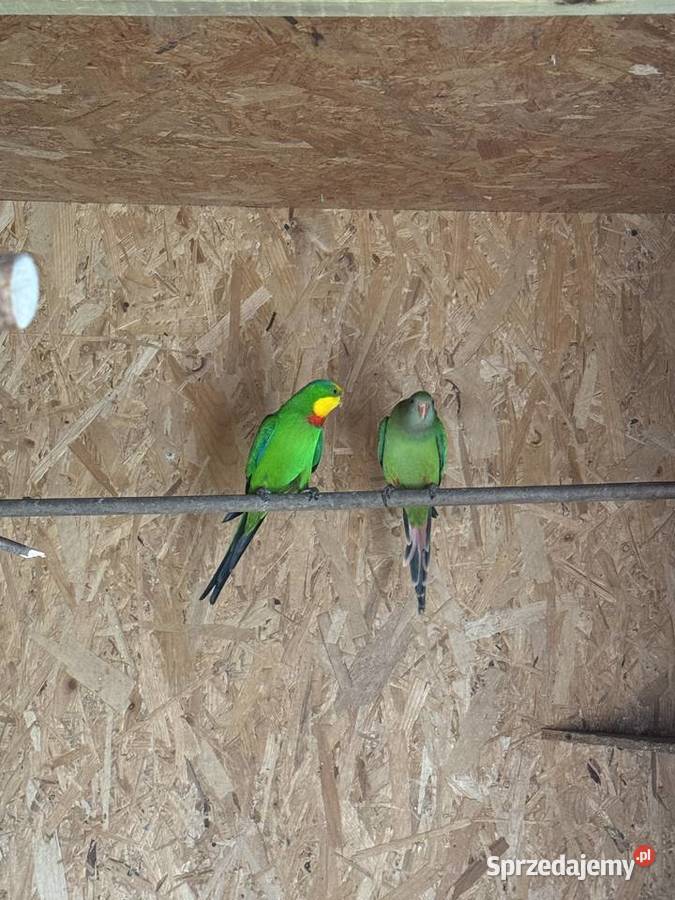 Papugi barabandy Para Boruja Kościelna