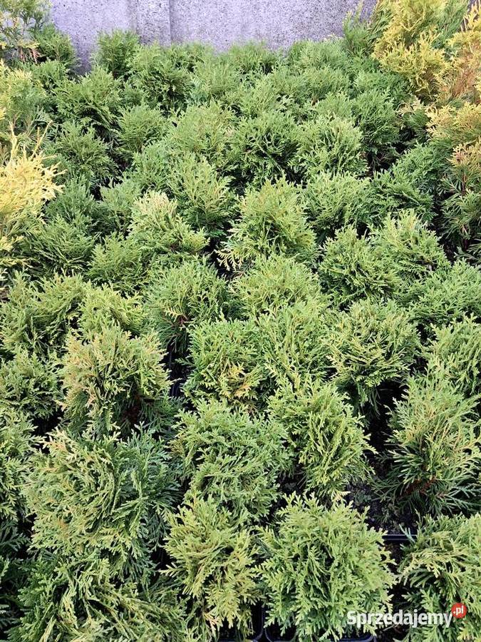 Tuja Danica żywotnik kule kula kulka śląskie