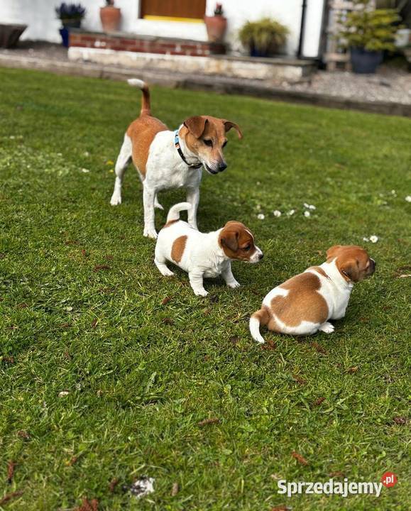 samiec i dwie suczki Jack Russell zachodniopomorskie