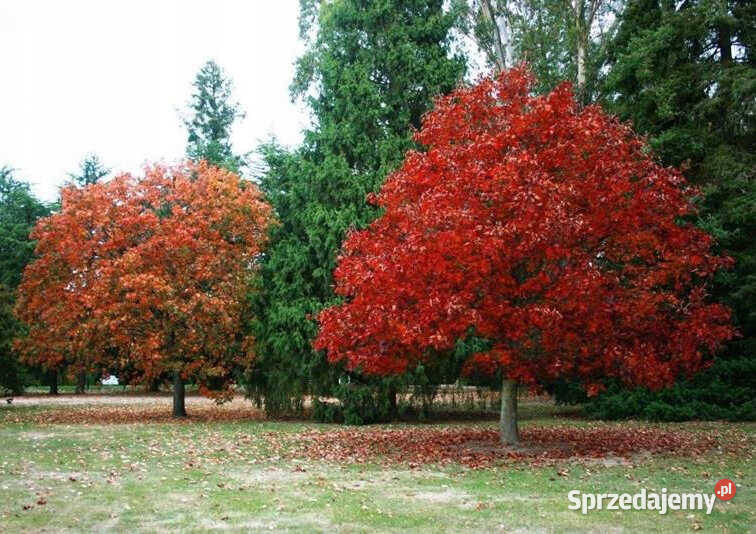 Sadzonki w doniczkach dąb czerwony Quercus rubra Iwonicz
