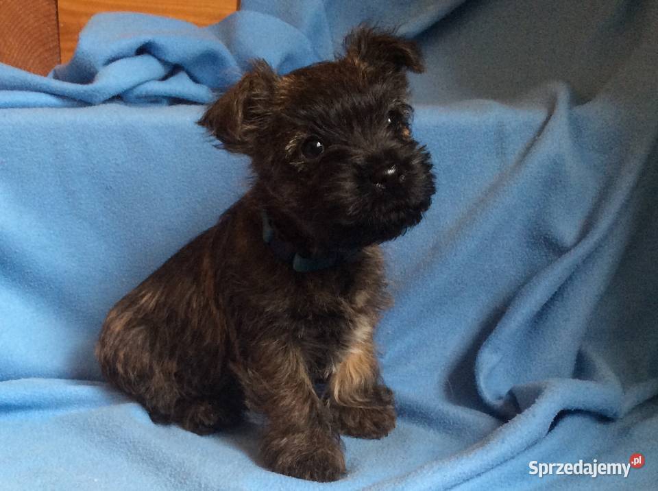 Szczenięta Cairn Terrier Gdańsk sprzedam