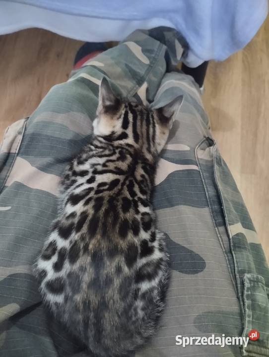 koty bengalskie kot bengalski Benjamin miot B Iskrzynia sprzedam