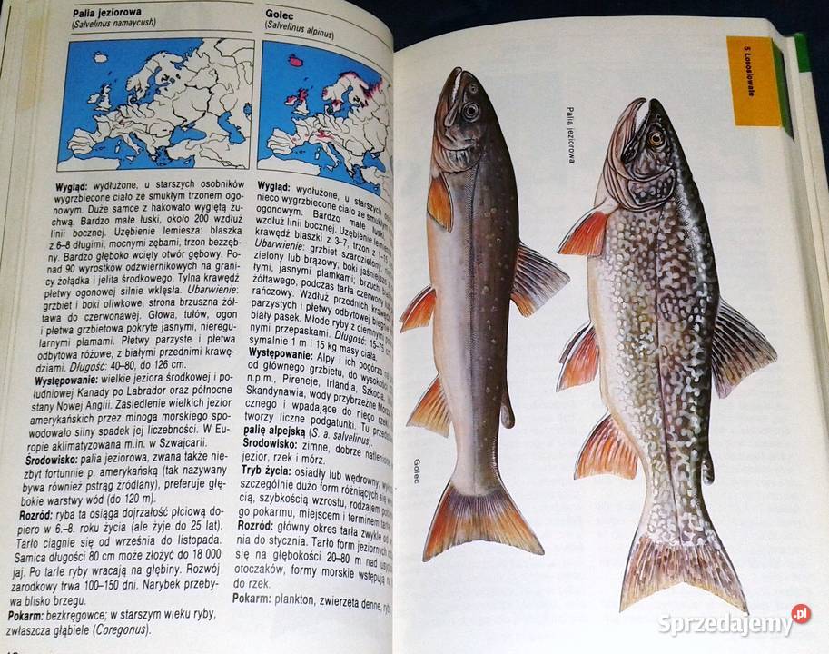 Ryby Słodkowodne Leksykon Przyrodniczy lubelskie