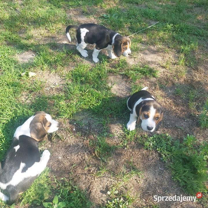 Szczeniaki beagle tricolor mazowieckie Radom