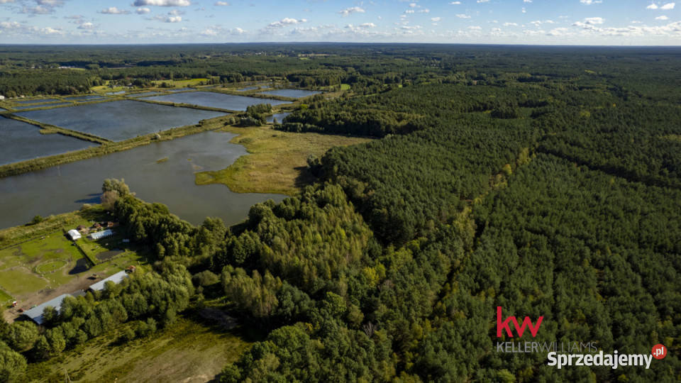 Grunt 7201m2 TrzcielOdbudowa 38zł/m2 Trzciel-Odbudowa