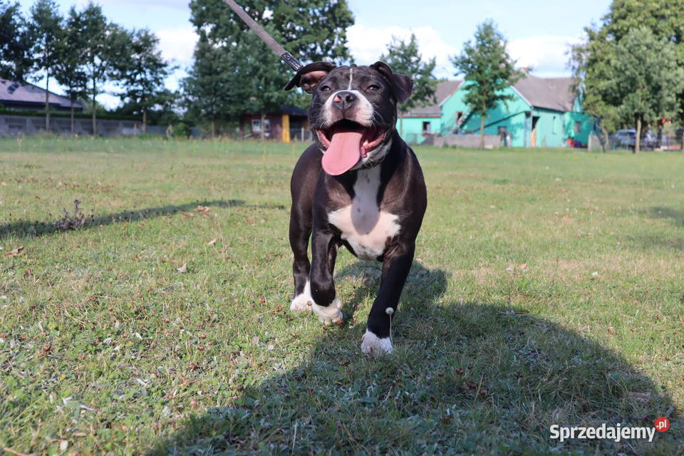 American Staffordsihre Terrier szczeniak wielkopolskie Kazimierz Biskupi