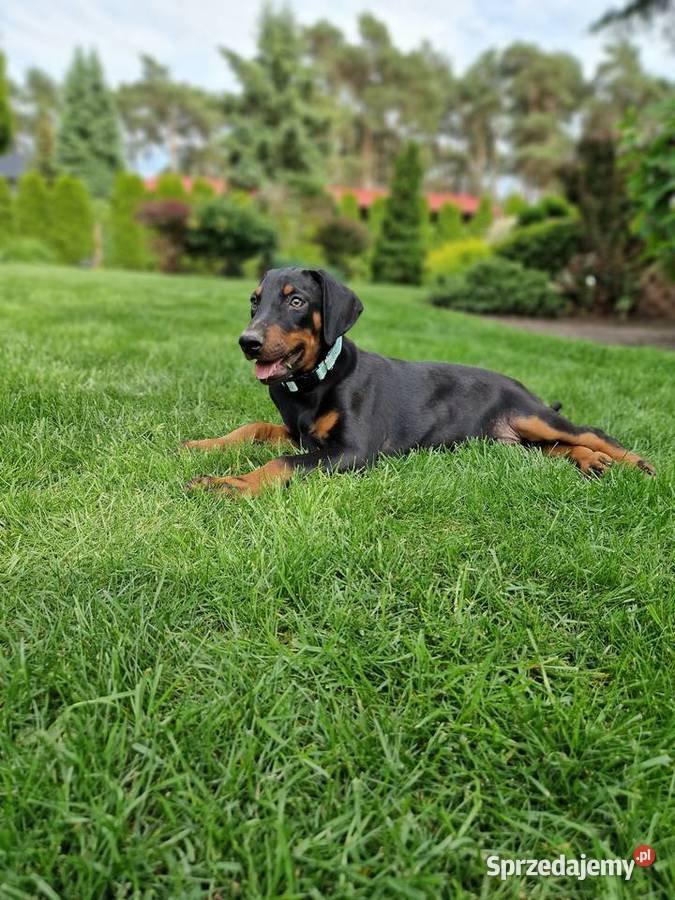 Szczeniaki doberman rodowód Psy dolnośląskie Żmigród