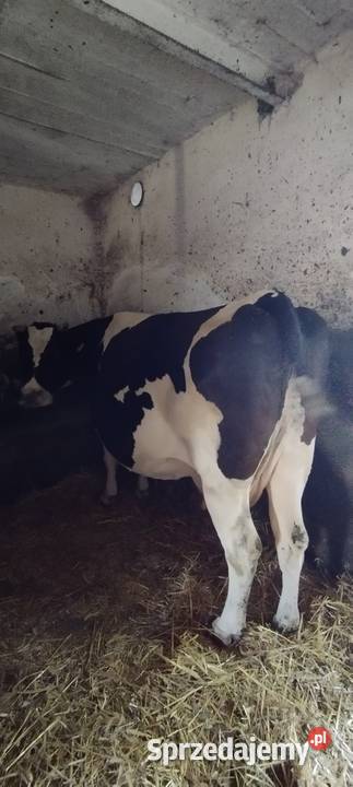 Sprzedam krowy cielne Lipowiec Kościelny