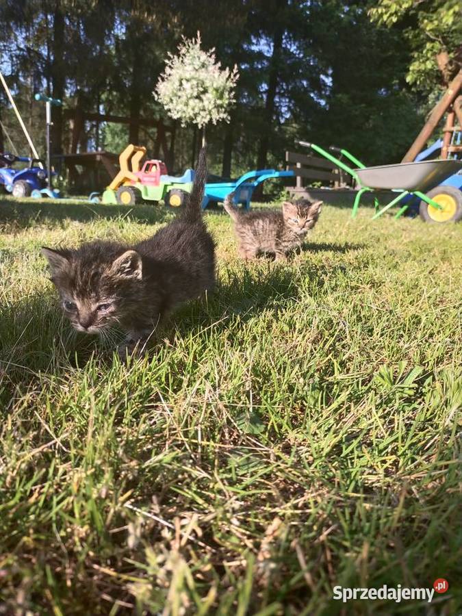 Oddam kotki w ręce Pozostałe śląskie Pilica