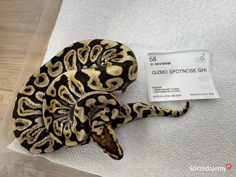 Python Królewski Regiusy młode z 2026r kujawsko-pomorskie Bydgoszcz
