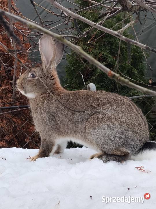 Królik samiec Puławy