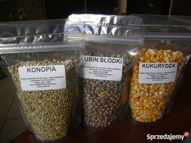 Robaki fifis rosówka pinka kukurydza robak biały Białogard