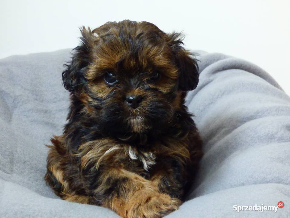 Szczeniaki rasy Shipoo 7 tyg Shih Tzu Kielce
