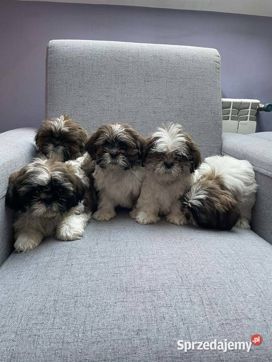 Shih tzu piesek Shih Tzu małopolskie Kęty sprzedam