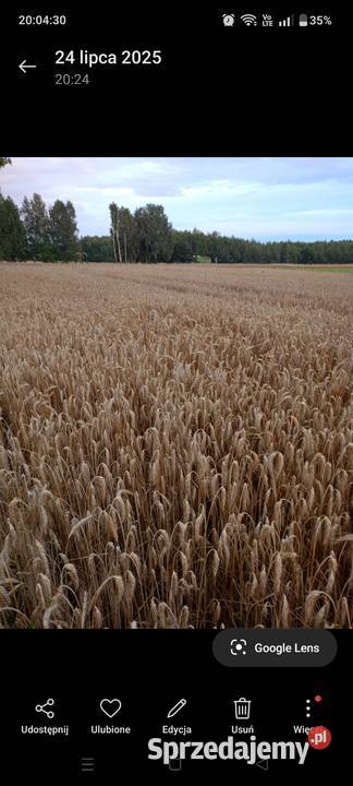 Pszenżyto Pierzchnica