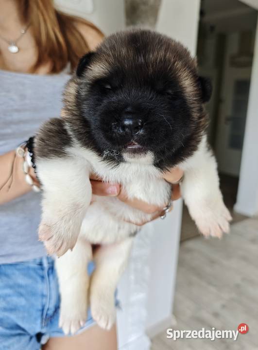 Akita Amerykańska szczeniak Wrocław