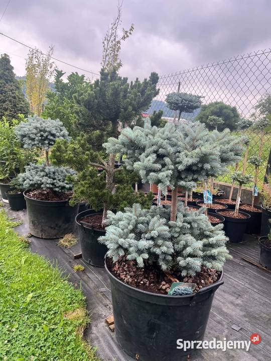bonsai sosna gnom 120 Pozostałe Biertowice