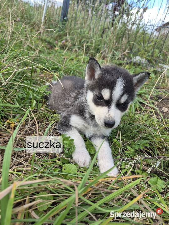 Szczeniaki Syberian Husky świętokrzyskie Samsonów-Piechotne