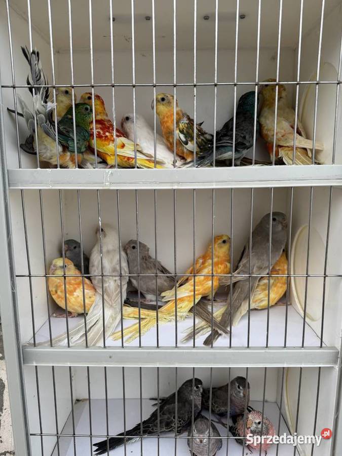 Sprzedam papugi Ptaki Rzeszów