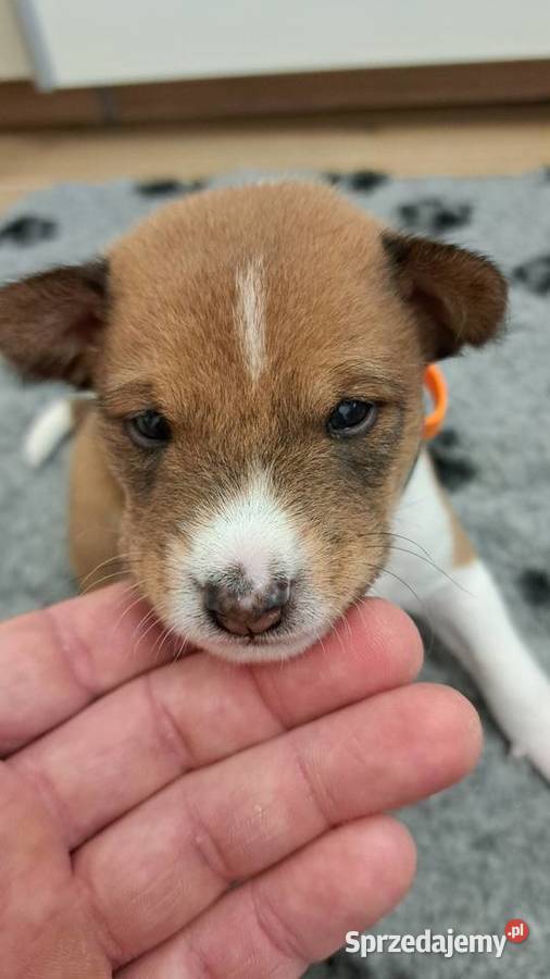 Basenji szczenię Słupsk