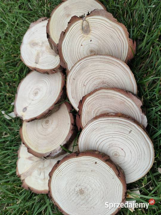 Pieńki plastry suche sosna różne średnice i Kulno