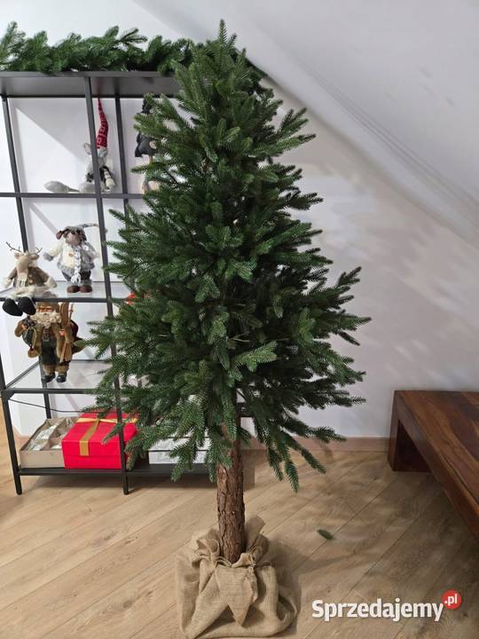 Choinka na Pniu Świerk TWIST dziki z lasu 100 PE Koziegłowy