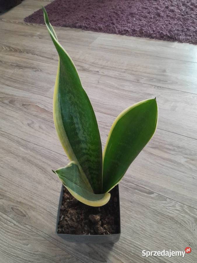 Sansewieria gwinejska Języki teściowej Wieliczka