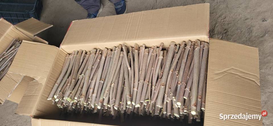 SZTOBRY CZARNEGO BZU SAMPO Zbuczyn