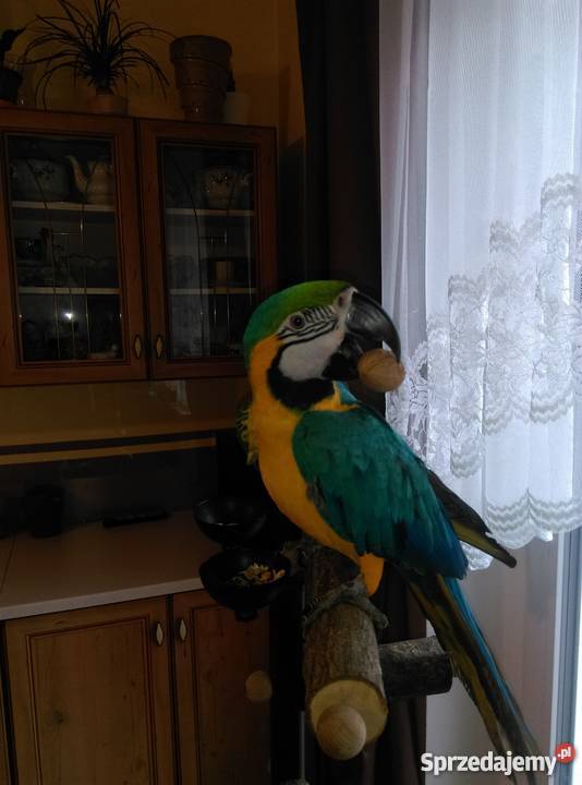 Ara Ararauna ręcznie karmiony samiec z klatką i Bydgoszcz sprzedam
