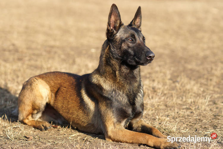 Psie treningi Ciechanów