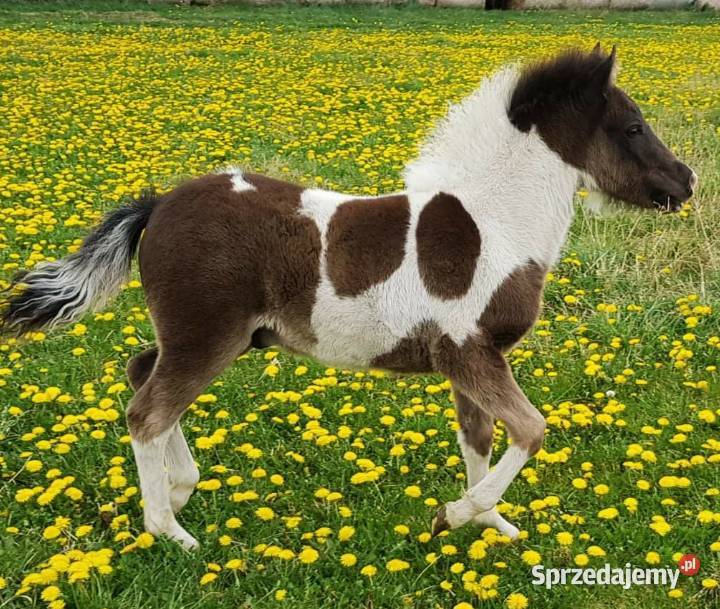 Kuc ogier kryjący 120 150 Krycie klaczy Konie wielkopolskie Szamotuły