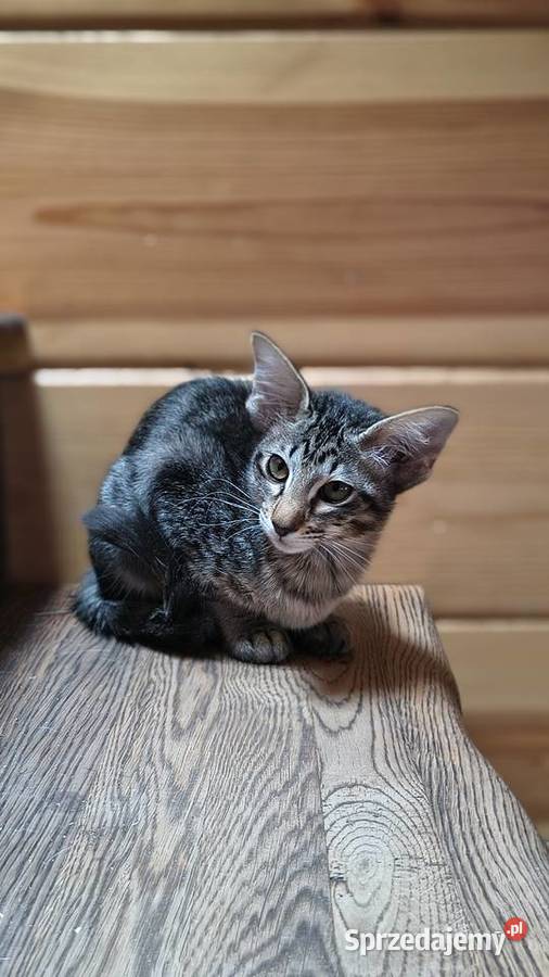 Kotka orientalna długowłosa Nidzica