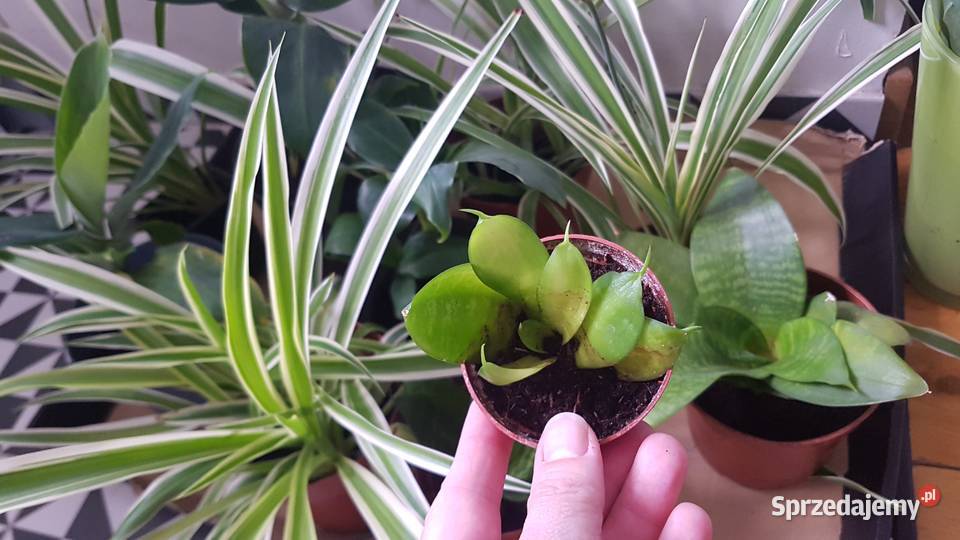 Rośliny doniczkowe Sansevieria Hahnii zielistki Kraków sprzedam
