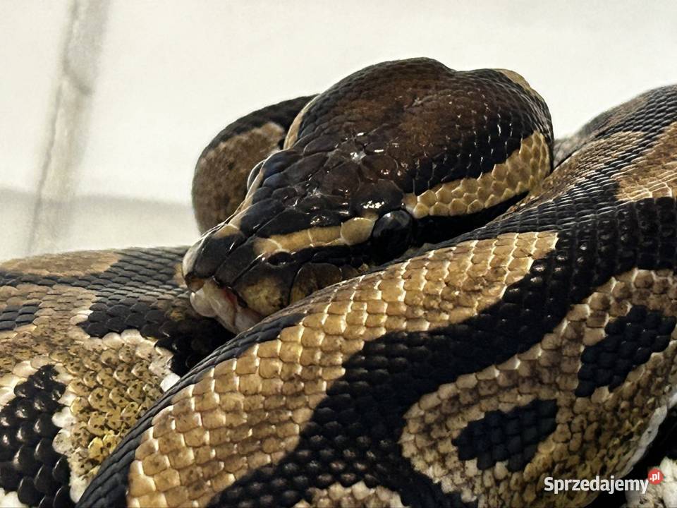 Pyton królewski samica Normal het Pied Sandomierz sprzedam