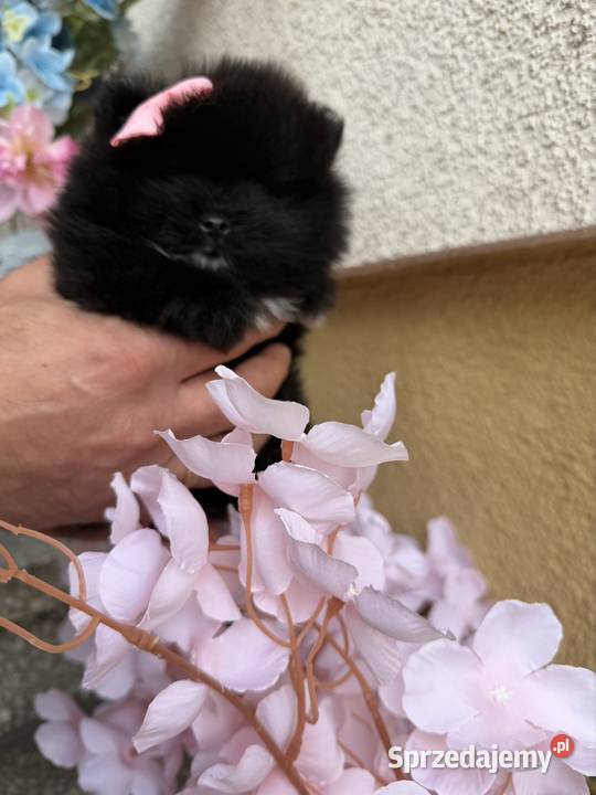 Szpic pomeranian boy Poniszowice