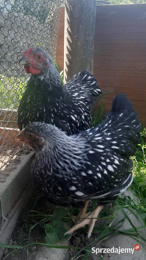 Wyandotte pary Zastawie