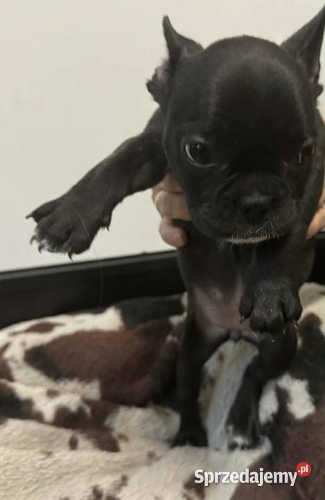 Buldog francuski szczeniaki buldoga francuskiego Sierzchów