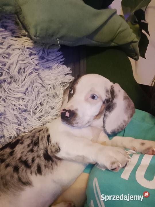 Jamnik standard merle