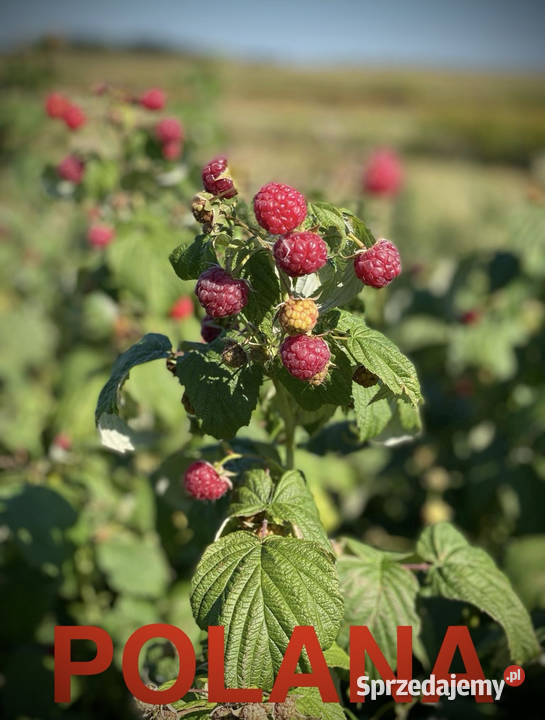 Sadzonka malin WYSYŁKA jesienna wiosenna kopana lubelskie Andrzejów